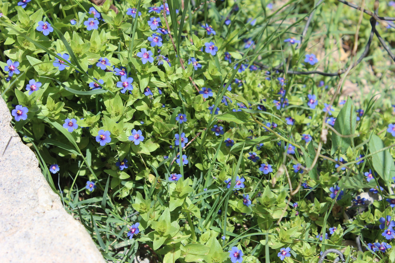 Plant Image